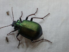 Calosoma schayeri