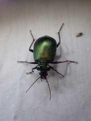 Calosoma schayeri