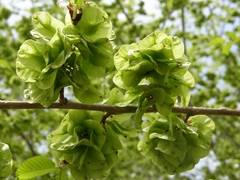 Ulmus