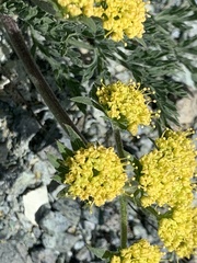 Lomatium macrocarpum