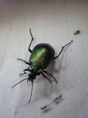 Calosoma schayeri