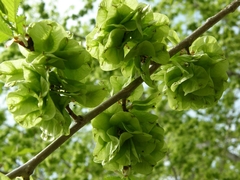 Ulmus