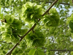 Ulmus