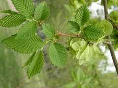 Ulmus