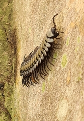 Nyssodesmus python