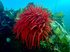 Urticina piscivora