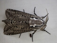 Endoxyla amphiplecta