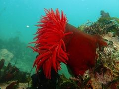 Urticina piscivora