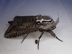 Endoxyla amphiplecta