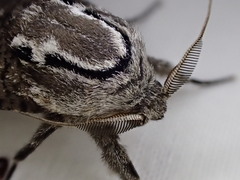 Endoxyla amphiplecta