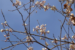 Coursetia glandulosa