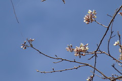 Coursetia glandulosa