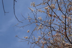 Coursetia glandulosa