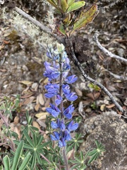 Lupinus costaricensis