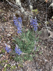 Lupinus costaricensis