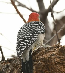 Melanerpes aurifrons × carolinus