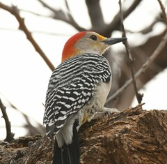 Melanerpes aurifrons × carolinus