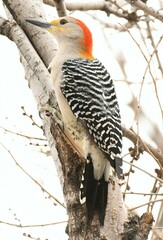 Melanerpes aurifrons × carolinus
