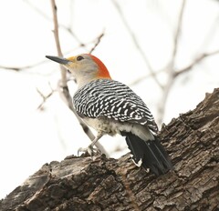 Melanerpes aurifrons × carolinus