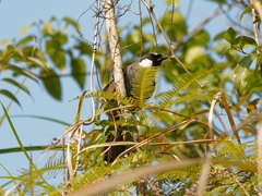 Pterorhinus chinensis