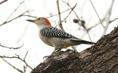 Melanerpes aurifrons × carolinus