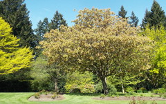 Aesculus indica