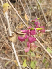 Ipomoea bracteata