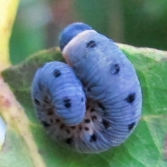 Macrophya nigristigma