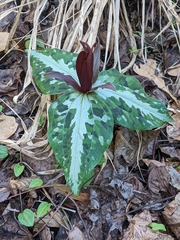 Trillium underwoodii