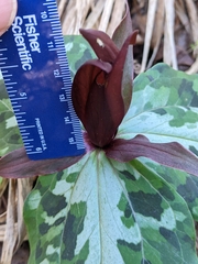 Trillium underwoodii