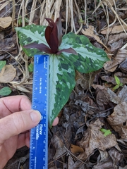 Trillium underwoodii