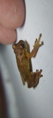 Dendropsophus columbianus