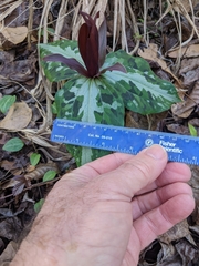 Trillium underwoodii