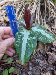 Trillium underwoodii