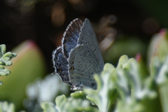 Cupido amyntula