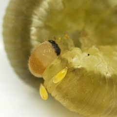Tryphoninae