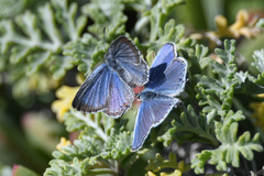 Cupido amyntula