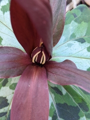 Trillium underwoodii