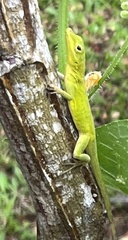 Anolis marmoratus