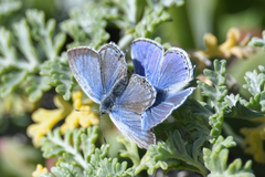 Cupido amyntula