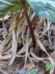 Trillium underwoodii