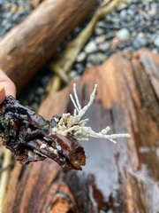 Calliarthron tuberculosum