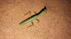 Orthodera