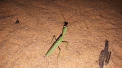Orthodera