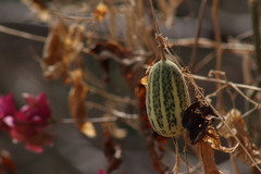Polyclathra cucumerina