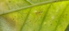 Theridiidae
