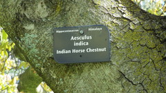 Aesculus indica
