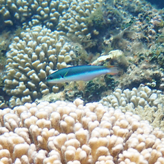 Thalassoma amblycephalus