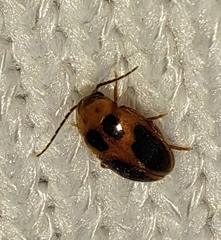 Sacodes pulchella