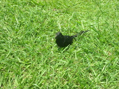 Crotophaga sulcirostris